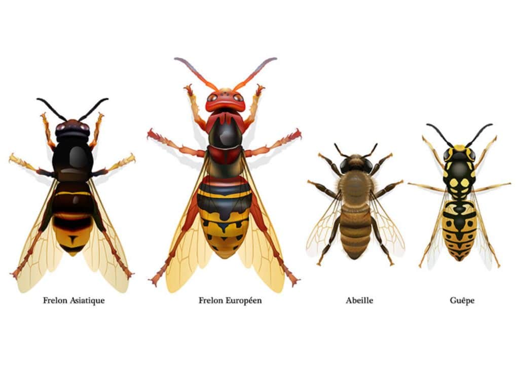 Frelons asiatiques