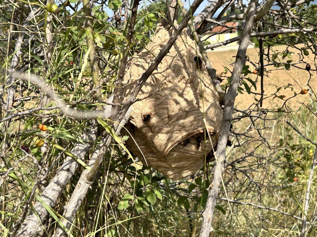 Nid de frelons asiatiques