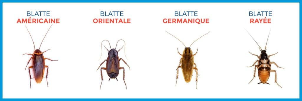 Blattes germaniques