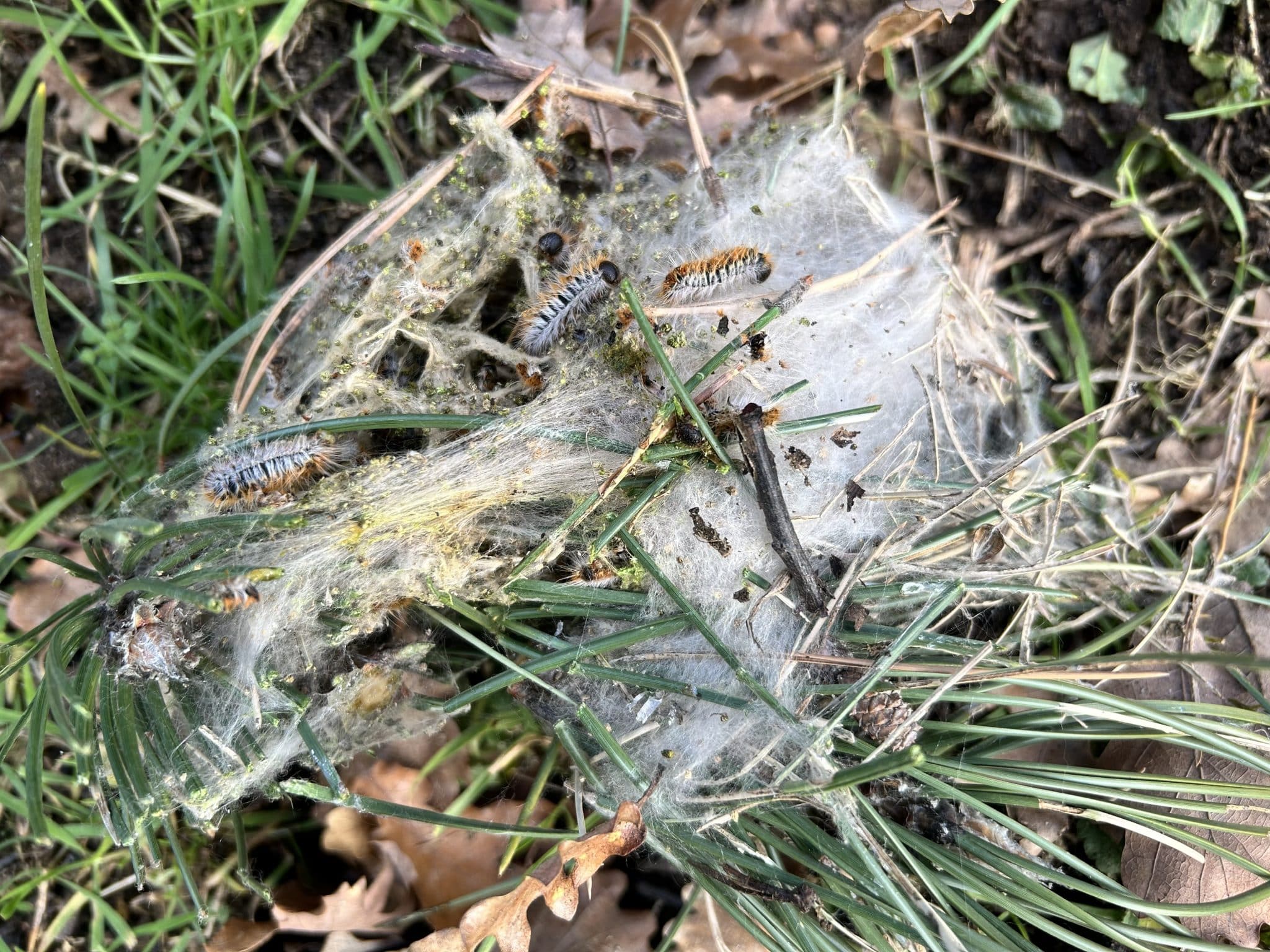 chenilles processionnaires