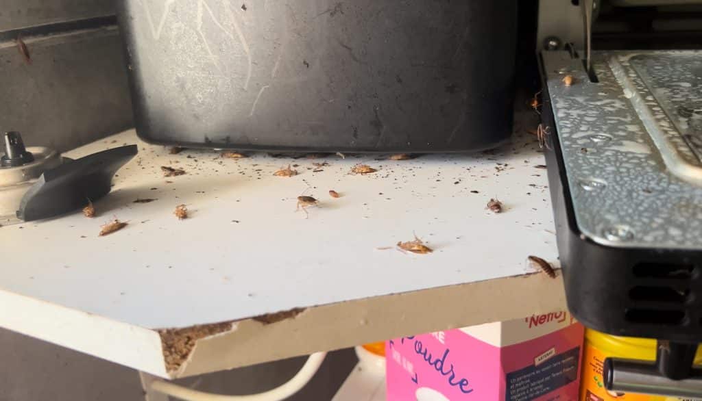 Entreprise élimination de cafards