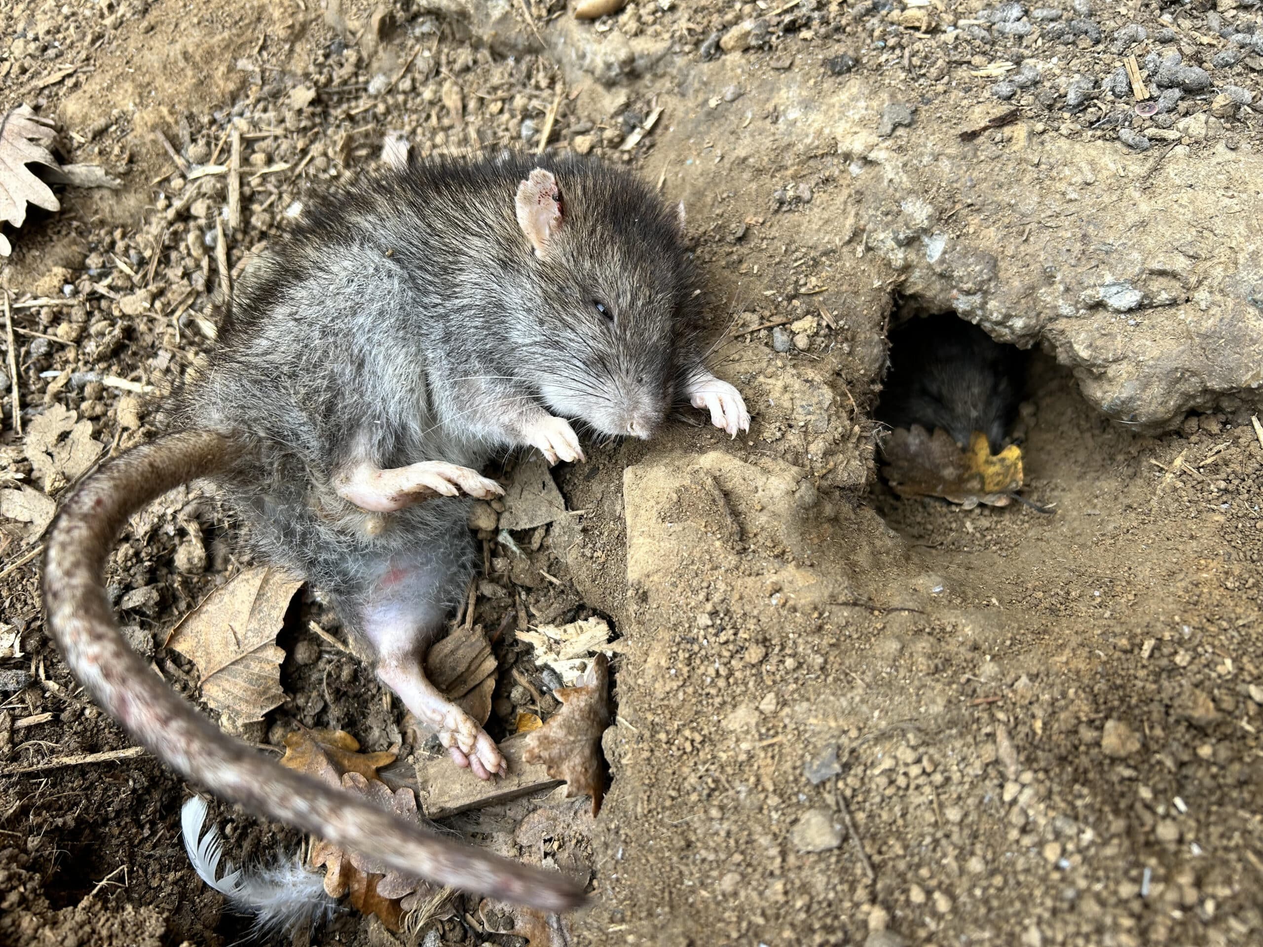 Société de dératisation Romans-Valence