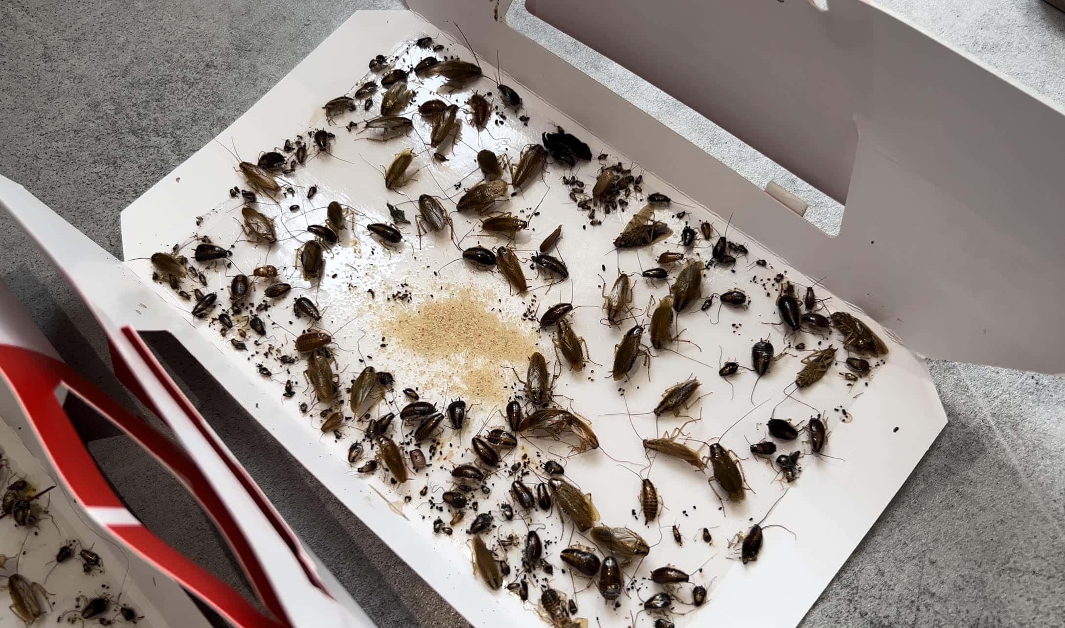 Société désinsectisation cafards